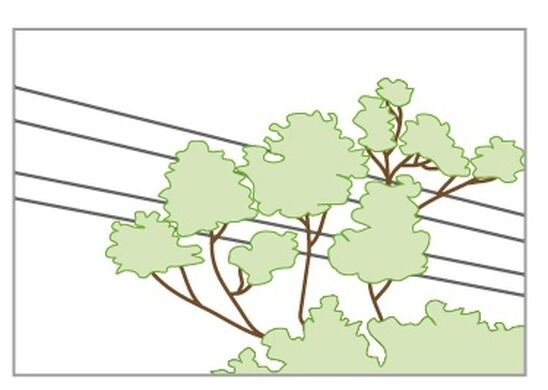 Service Line Trees Image